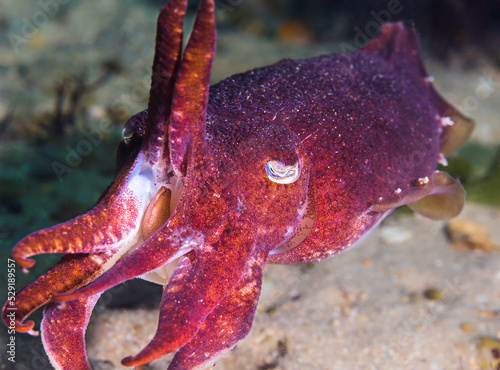 Closeup of a Common Cuttlefish (Sepia vermiculata) warning intruder to stay away with its two lifted tentacles photo