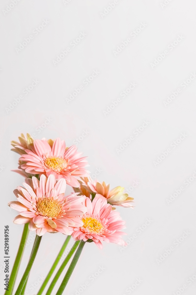 Blooming peach-colored gerbera on a light gray vertical background. Gerbera flower. Floral vertical background with place for text. Blooming peach-colored gerbera on a light gray vertical background. Gerbera flower. Floral vertical background with place for text.