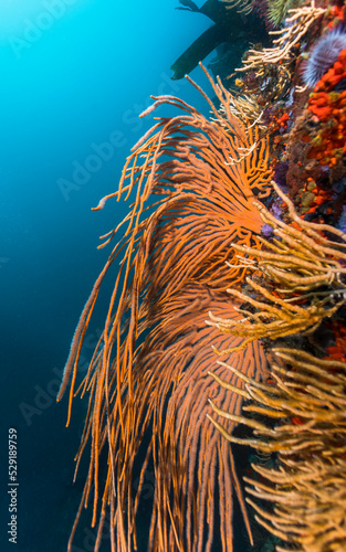Large orange Flagellar sea fans or Whip fans (Eunicella albicans) growing on the wall of a reef with their branches hanging down