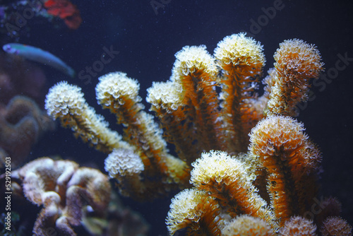 Wonderful and beautiful underwater world . Undersea nature with reefs