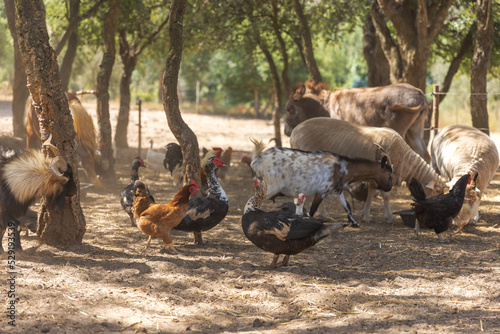 Rural farm with various types of animals.
