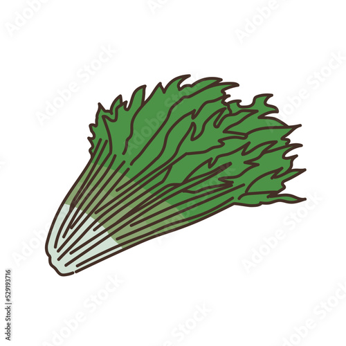 野菜のイラスト　農産物　食べ物　食材　水菜