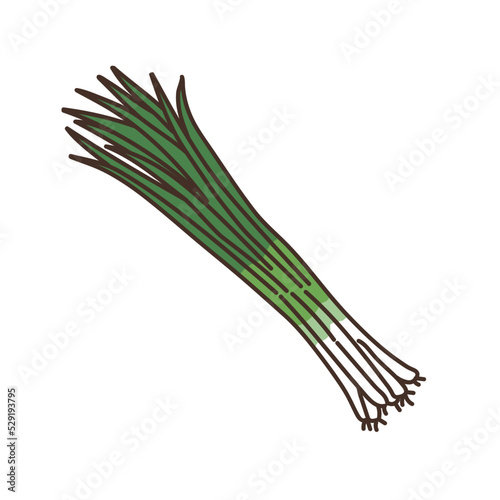 野菜のイラスト　農産物　食べ物　食材　ねぎ
