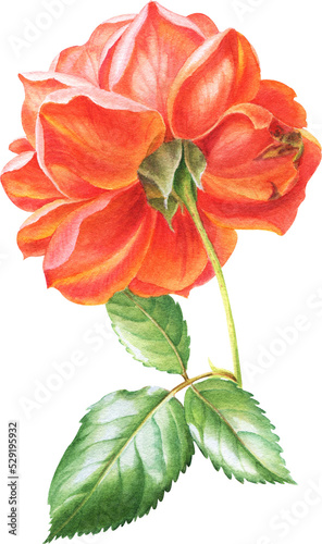 Watercolor drawings of rose in botanical style