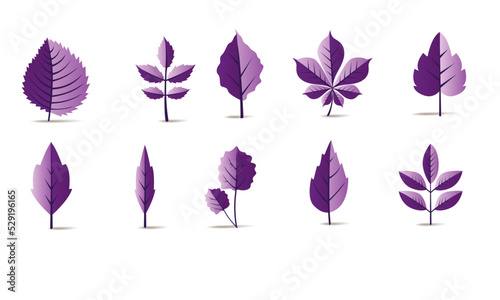 Vector designer elements set collection of green forest ferns, tropical green eucalyptus green art natural leaf herbal leaves in vector style. Decorative beauty elegant illustration for design