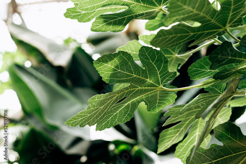 Fig leaves in the greenhouse.Natural green background.Home gardening,urban jungle,biophilic design.Selective focus,close-up. photo