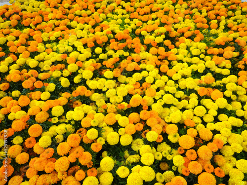 Colorful pompons of yellow Chrysanthemum blooming in the garden