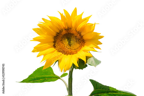 Immature sunflower closeup isolated on transparent background. Beautiful blooming yellow sunflower with stem and leaves.