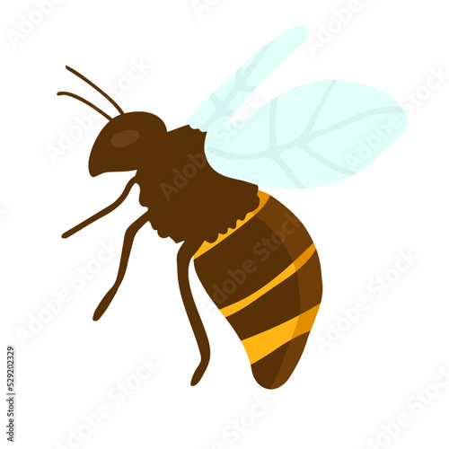 Vector engraving illustration of honey bee on white background hand drawing flat