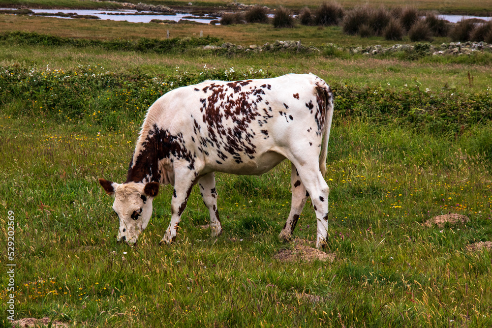 Vache normande de profil au pré Vache normande de profil au pré