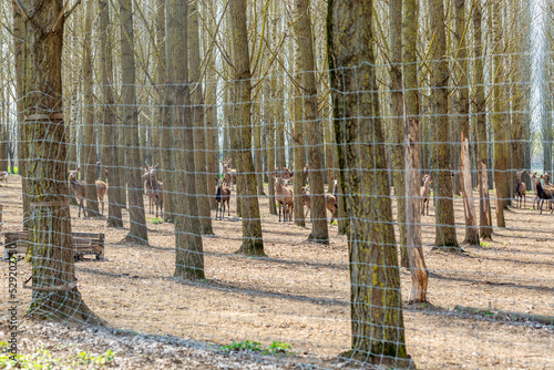 Roe deer herd in fenced area of forest.