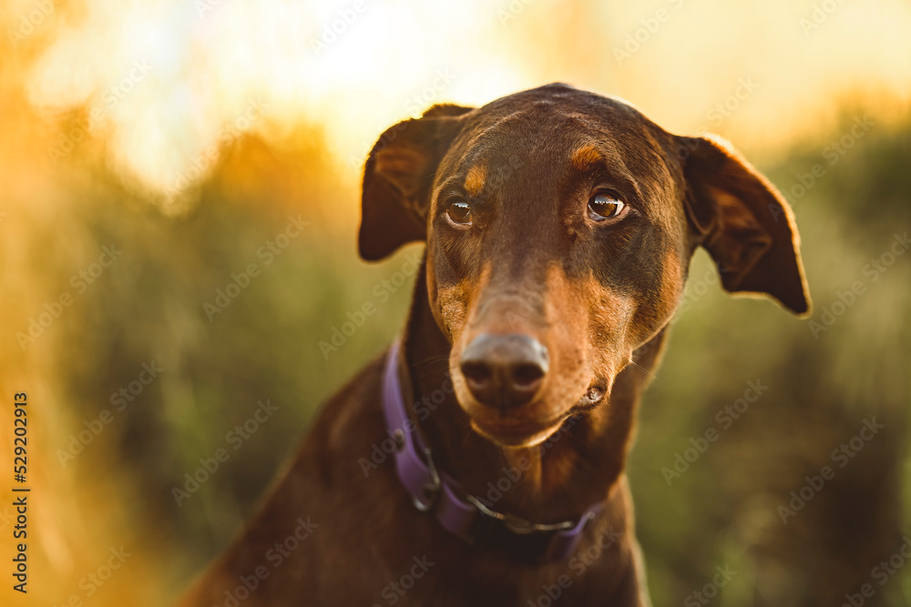 brown doberman puppy dog in the wild with sunset