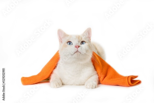 Cute white cat lies looking up with a bathing towel on her back, spa or wellness treatment. Cute kitten with blue eyes. Soft focus. Pets concept. Isolated on white background. Free space for an inscri photo