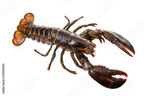 crayfish isolated photo