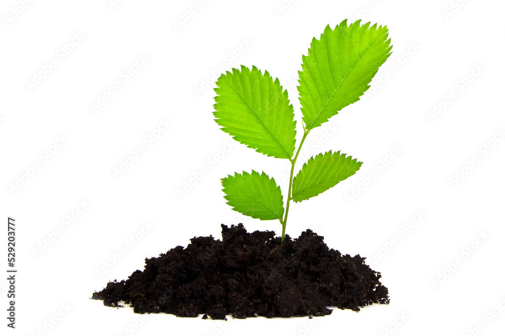 Green sprout growing out from soil isolated on white background Green sprout growing out from soil isolated on white background