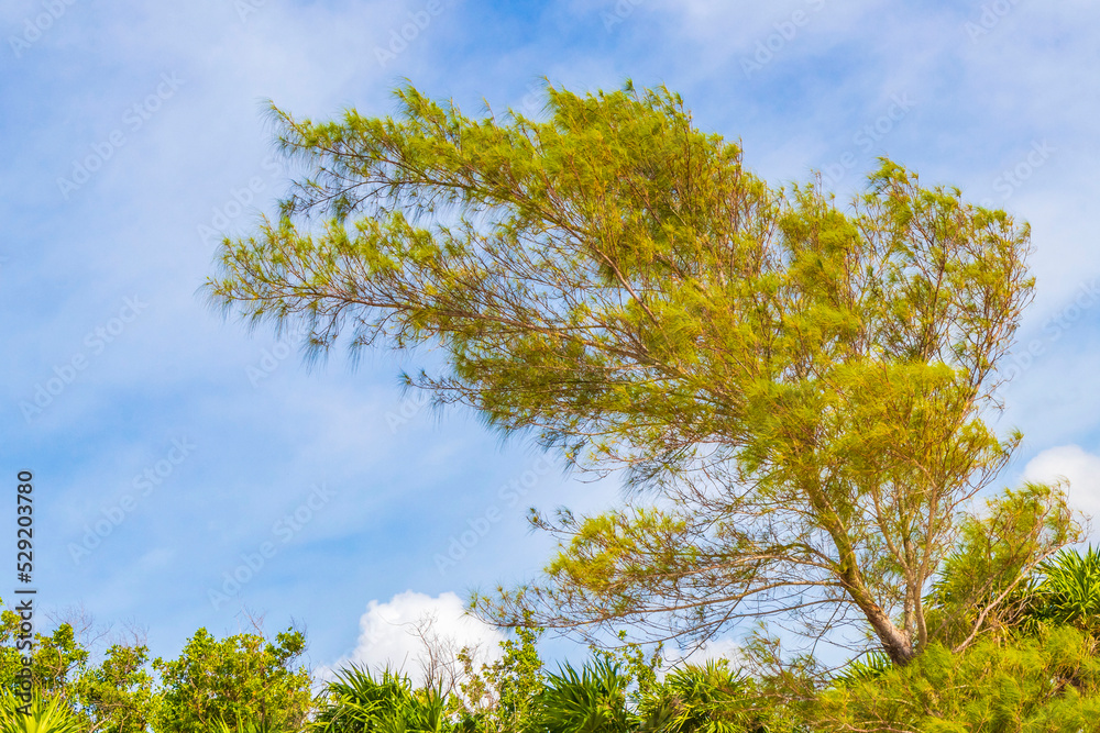 Tropical beach palm trees fir trees blue sky natural Mexico. Tropical beach palm trees fir trees blue sky natural Mexico.