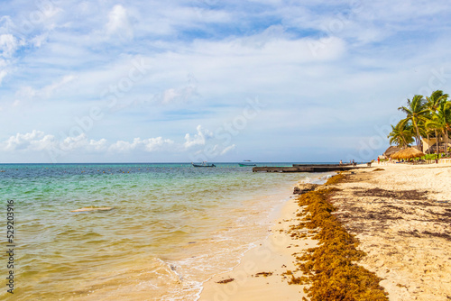 Fototapeta Naklejka Na Ścianę i Meble -  Tropical mexican beach water seaweed sargazo Playa del Carmen Mexico.