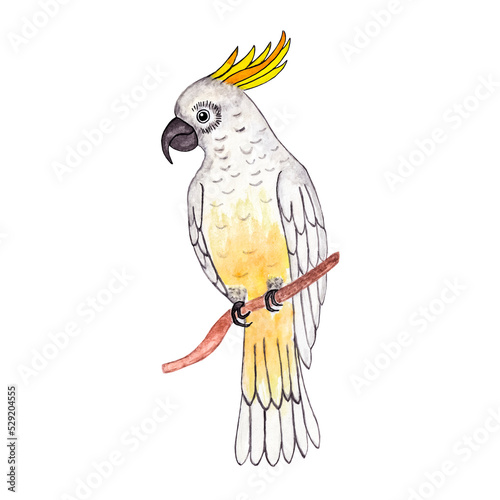 Parrot. Tropical bird. Watercolor illustration isolated on transparent backgroundTropical bird. Watercolor illustration isolated on transparent background photo