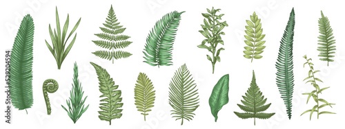 Fern leaves sketch. Forest plants colored hand drawn decorative design elements for invitation and greeting cards, herbal collection. Vector botanical set