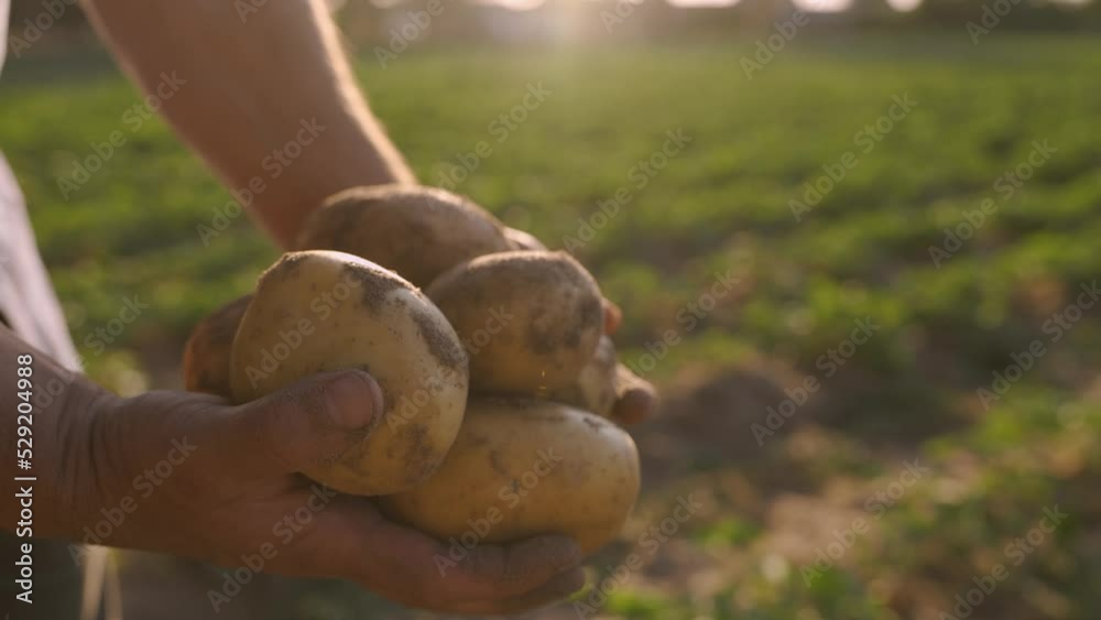 Fresh harvested potatoes in dirty hands stained with soil