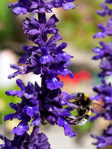 Macro orange and black bumblebee (Bombus terrestris) feeding on blue salvia flower and seen from profile photo