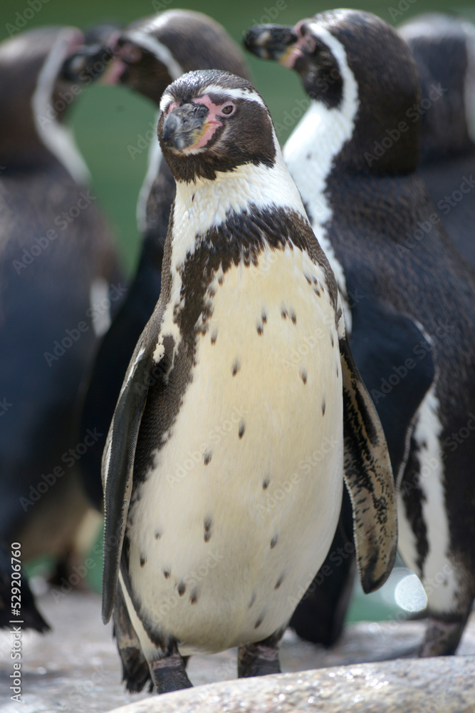Naklejka premium Manchot de Humboldt