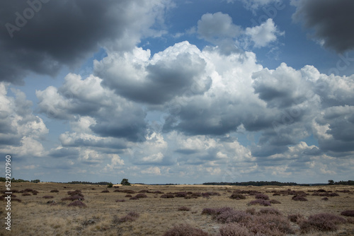 heather fields at national park hoge veluwe, gelderland, netherlands, clouds, 