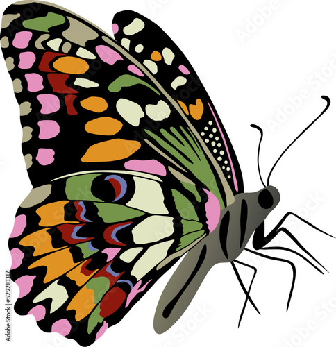 Vector colorful butterfly. A beautiful insect with large colored wings. Drawing of a flying beetle..