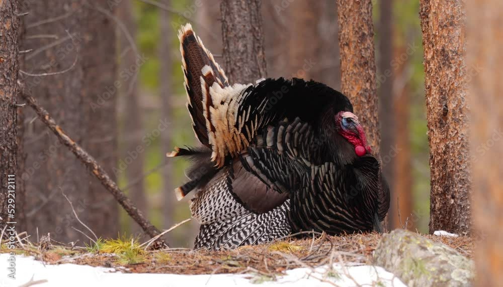 A wild Turkey in the Rocky Mountain National Park, Colorado.
