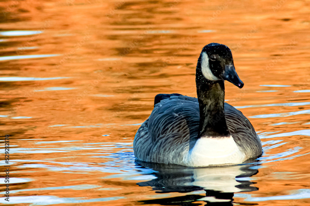 Obraz premium beautiful goose and swan on blue lake water in sunny day during summer, swans on pond, nature series