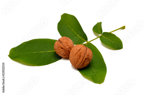 whole walnuts in shell and tree leaf isolated on white background