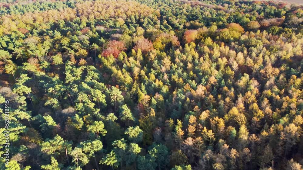 Aerial view flying backwards of mixed forest in autumn colors, Annendaalsbos, Maria Hoop, Limburg, Netherlands Aerial view flying backwards of mixed forest in autumn colors, Annendaalsbos, Maria Hoop, Limburg, Netherlands