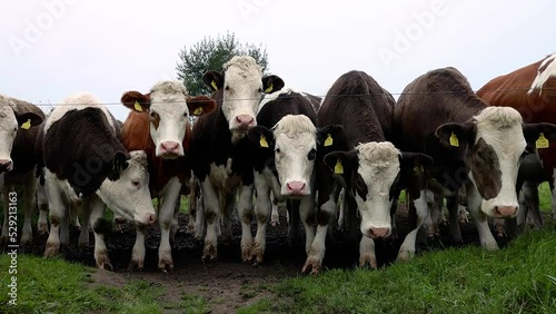 Herd of Curious Cows Getting Close, County Laois, Ireland