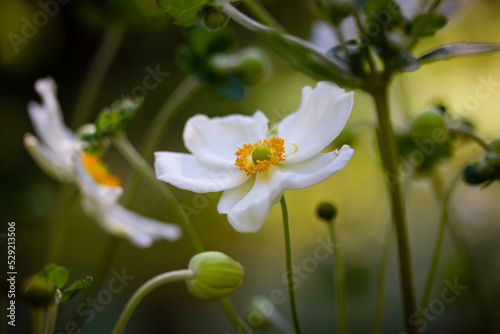 White Japanese anemones on a green natural background. Growing hybrid plants in a botanical garden. Flowering of summer and fall plants. Macro photos of nature. Honorine jobert anemone flower close up