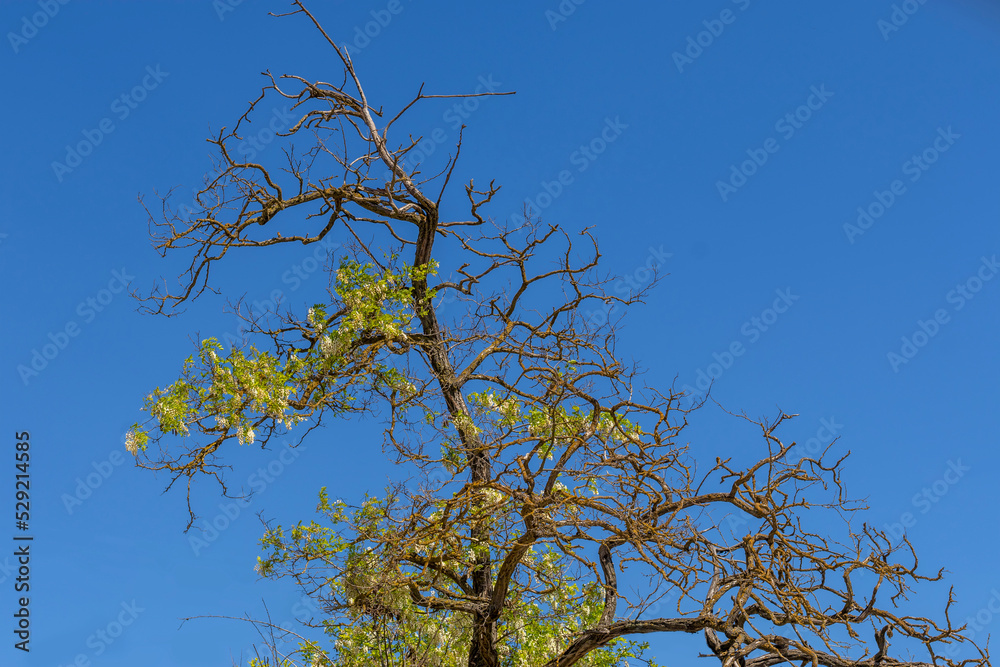 An old acacia tree in bloom. Treetop. Black locust. Robinia pseudoacacia - L. An old dying tree in bloom. Beauty of an aging tree An old acacia tree in bloom. Treetop. Black locust. Robinia pseudoacacia - L. An old dying tree in bloom. Beauty of an aging tree