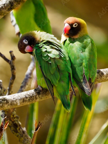 Black-cheeked lovebirds (Agapornis nigrigenis) perched on branch  photo