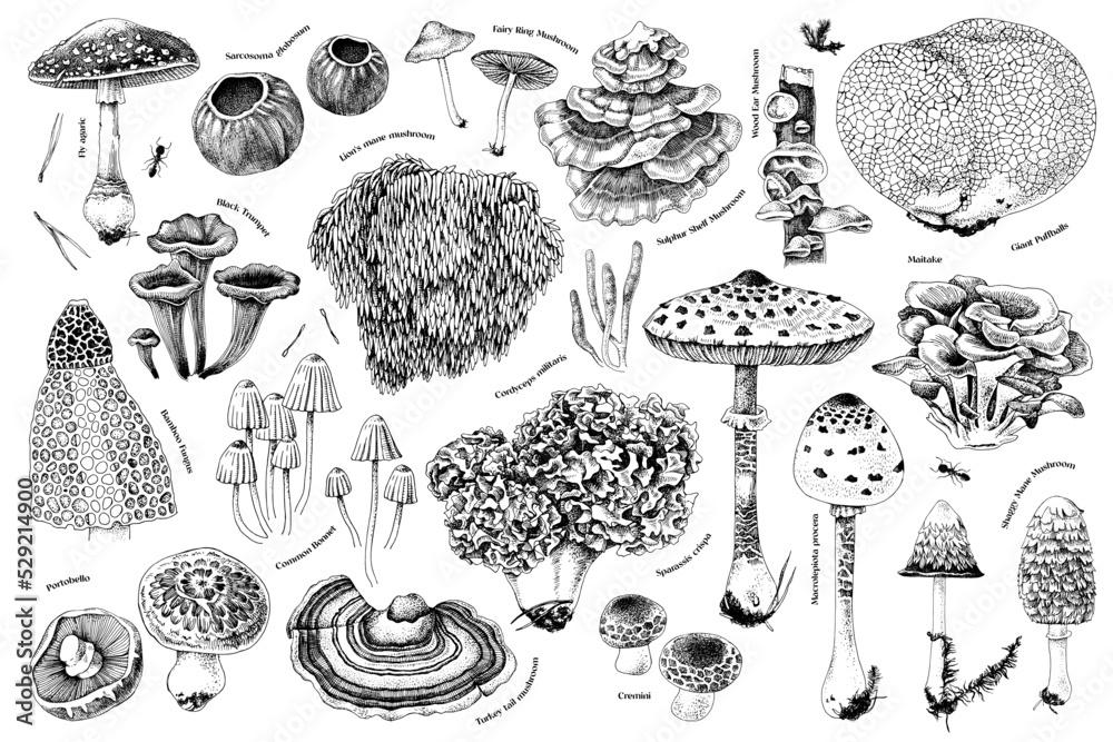 Hand drawn rare mushrooms collection. Monochrome - obrazy, fototapety, plakaty 