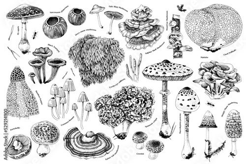 Hand drawn rare mushrooms collection. Monochrome