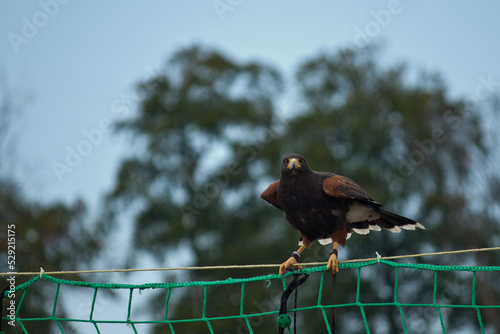 Adler auf einem Zaun