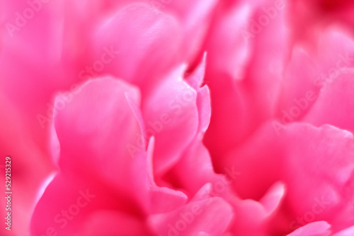 close up of peony