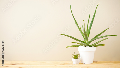 Aloe vera and succulent on a gray wall background  space for text.