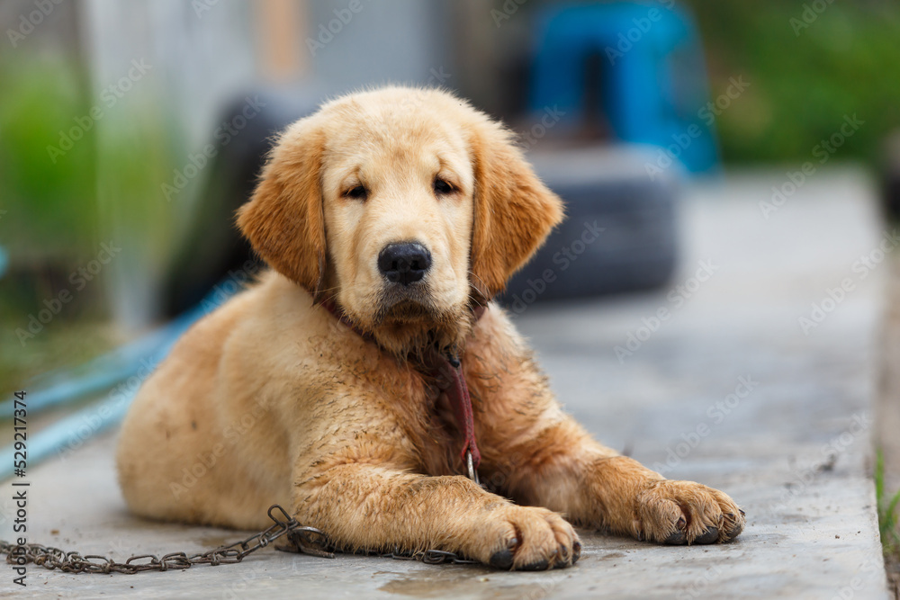 A little puppy golden retriever lay down for waiting his owner.