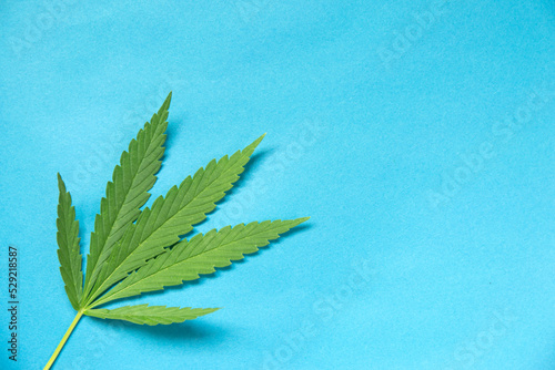 Close up green fresh cannabis leaf on a blue background