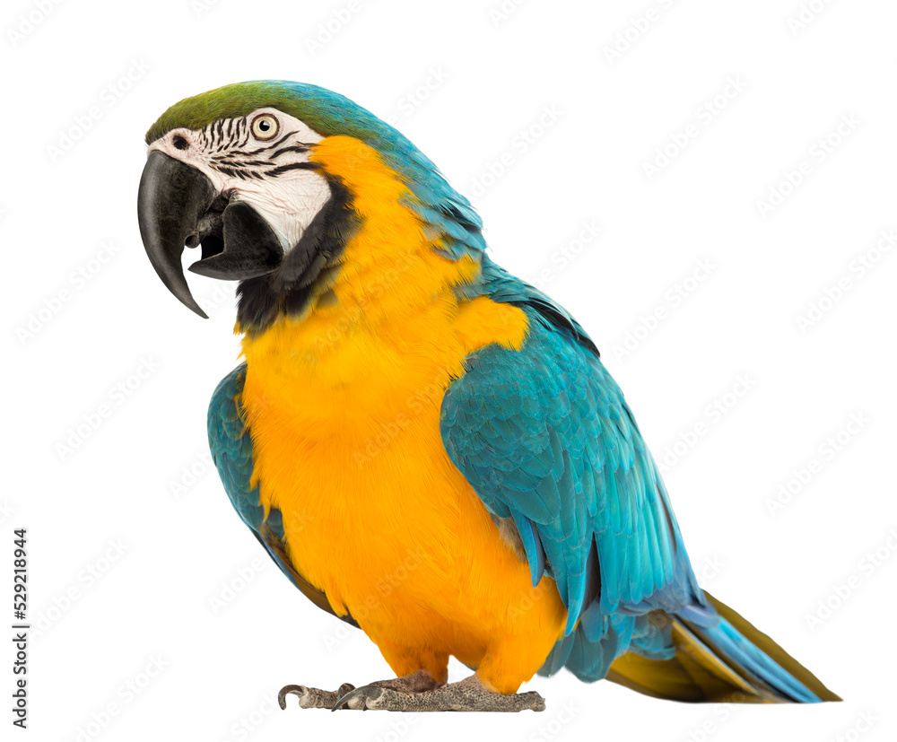 Tropical Birds, Toucan, Macaw, Parrot, Cockatoo, Kookaburra, Hummingbird Transparent Png 