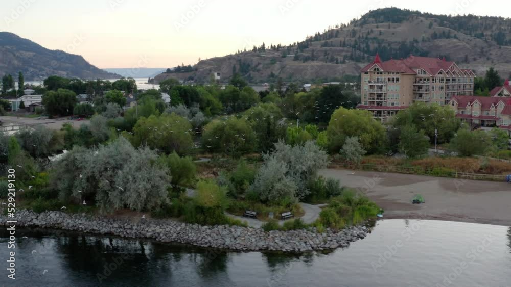 Aerial of flock of birds flying through Downtown Kelowna city park at sunrise Aerial of flock of birds flying through Downtown Kelowna city park at sunrise