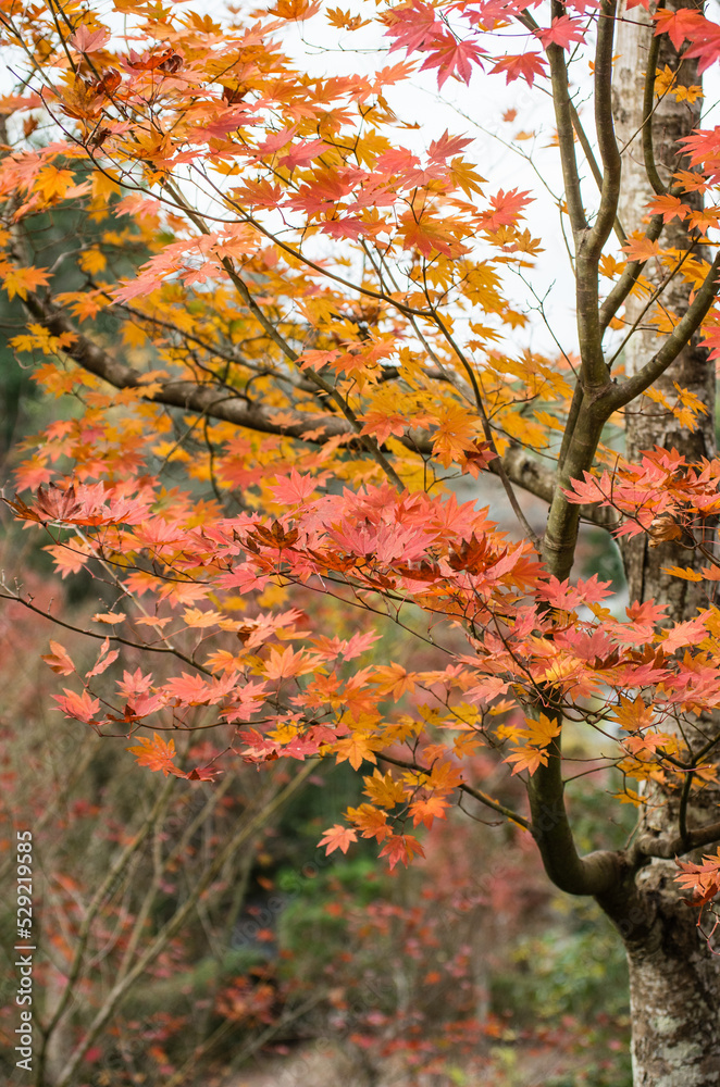 兵庫県三田市光明寺の紅葉
