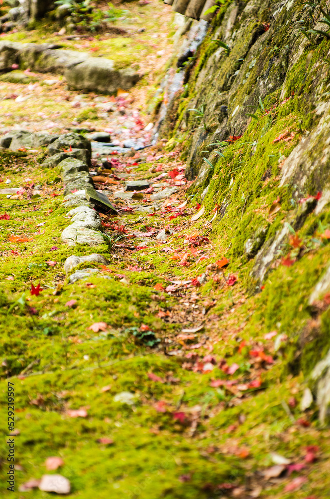 兵庫県三田市光明寺の紅葉