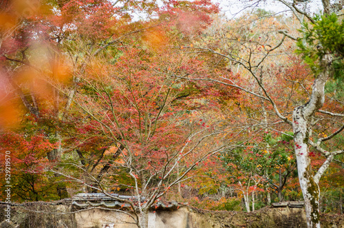 兵庫県三田市光明寺の紅葉