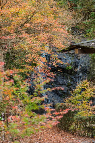 Obraz na płótnie 兵庫県三田市光明寺の紅葉 w salonie
