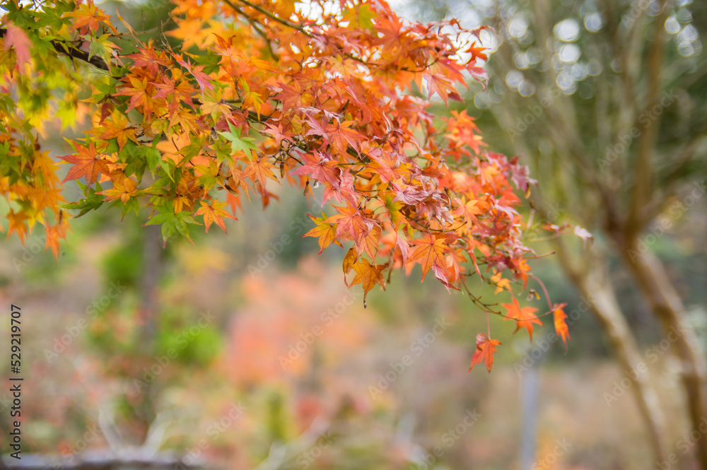 兵庫県三田市光明寺の紅葉